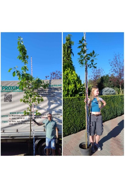 Дуб червоний 